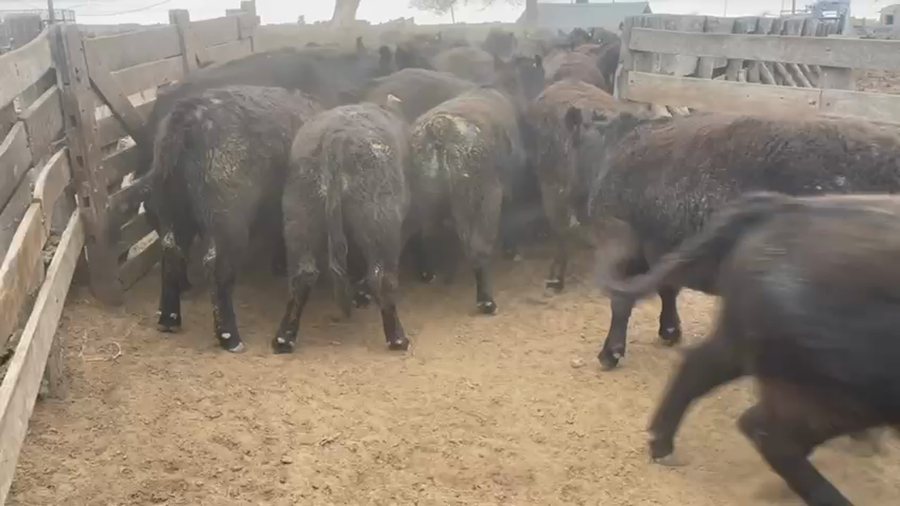 Lote 60 Novillo Consumo