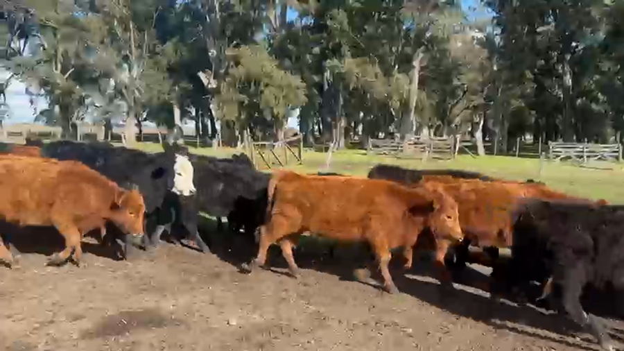 Lote 70 Terneras en Azul