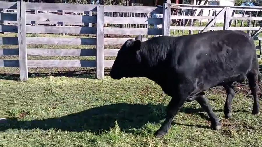 Lote Toros a remate en Pantalla Camy 500kg - , San José