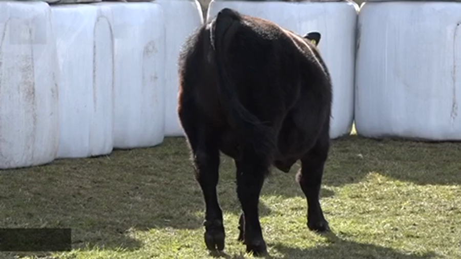 Lote 1 Toro en Coyhaique, XI Región Aysén