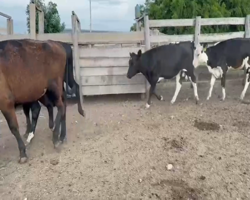 Lote (Vendido)20 Vaquillonas 1 a 2 años CRUZA a remate en 2da Pantalla ENTRE MARTILLOS en CARRETON