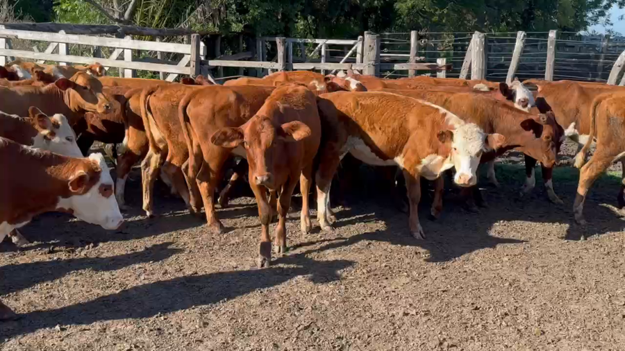 Lote 60 Terneras en Gdor. Mansilla, Entre Ríos