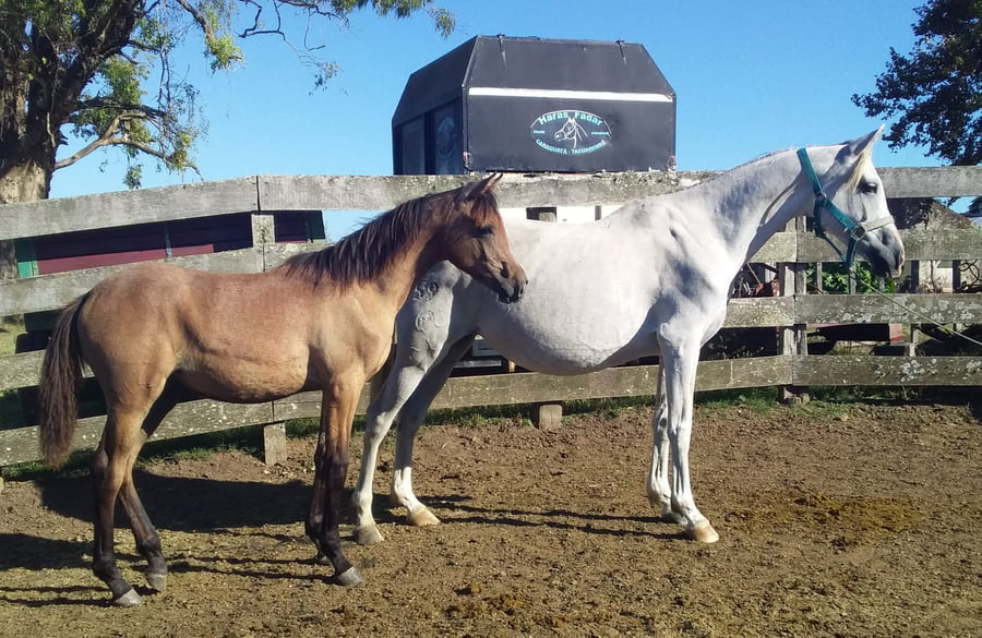 Lote 134 - Fadar Garufa