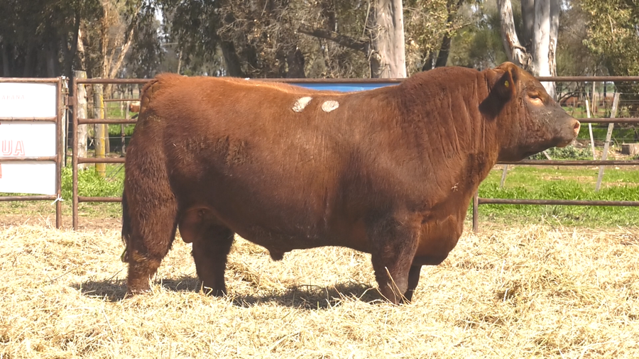 Lote TOROS ANGUS  PP