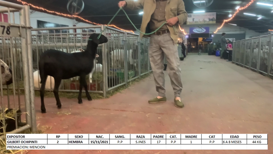 Lote Santa Inés Expo Internacional 2022 - Lote 9