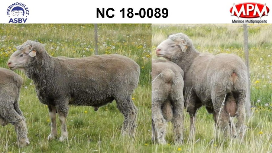 Lote Carnero TOP A, 18-0089