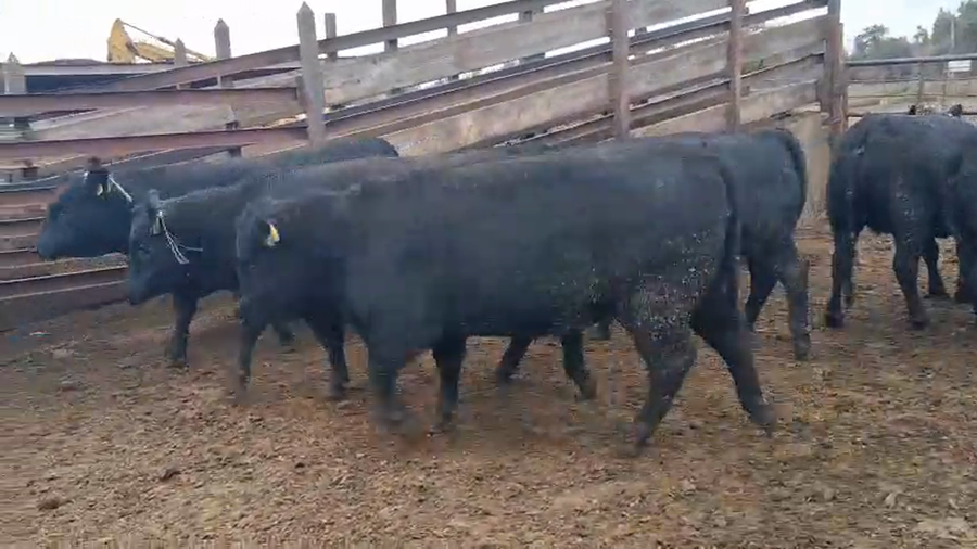 Lote 20 Vaquilla Gorda en Los Ángeles, VIII Región Biobío