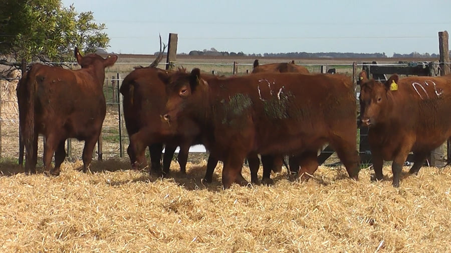 Lote VAQUILLONAS COLORADAS PREÑADAS
