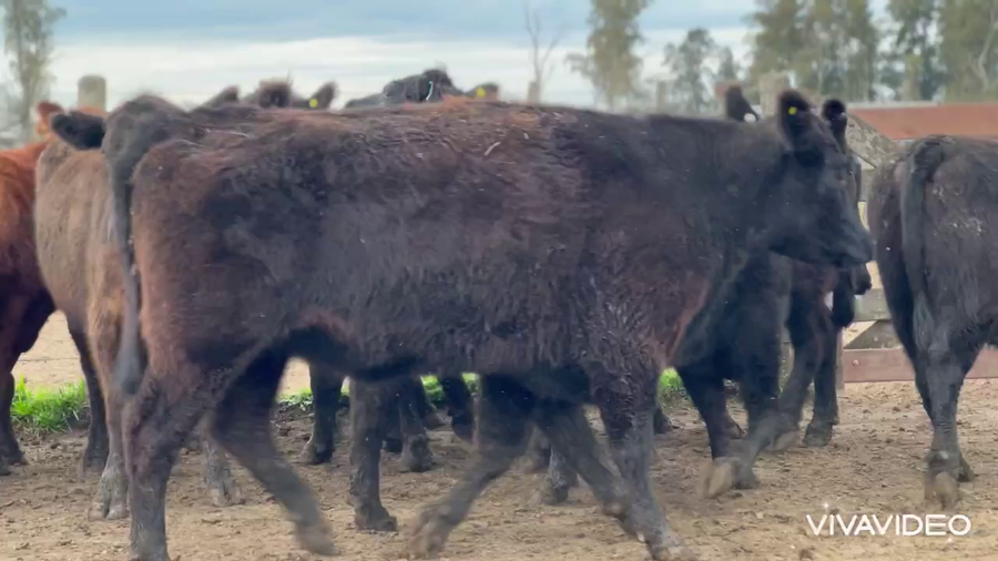 Lote 14 Vacas nuevas