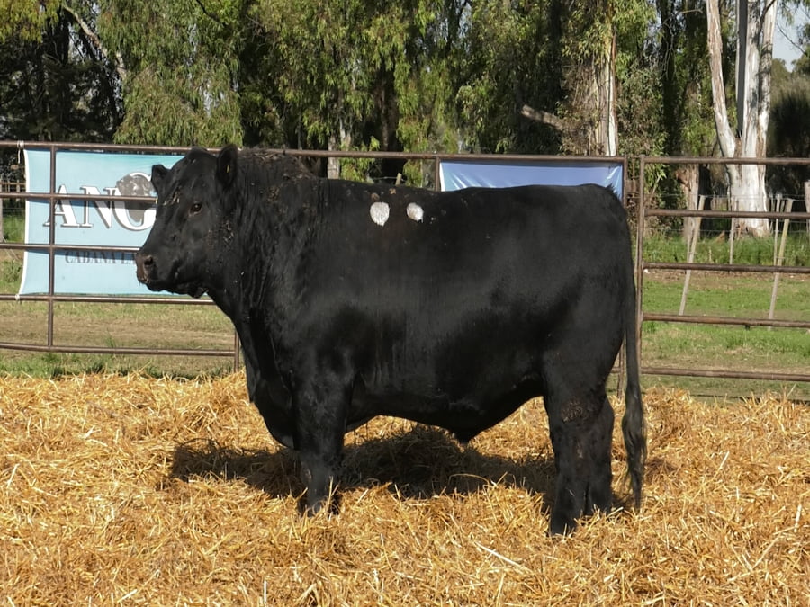 Lote TOROS ANGUS PP