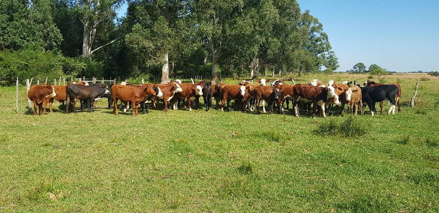 Lote 60 Terneros en Esquina, Corrientes