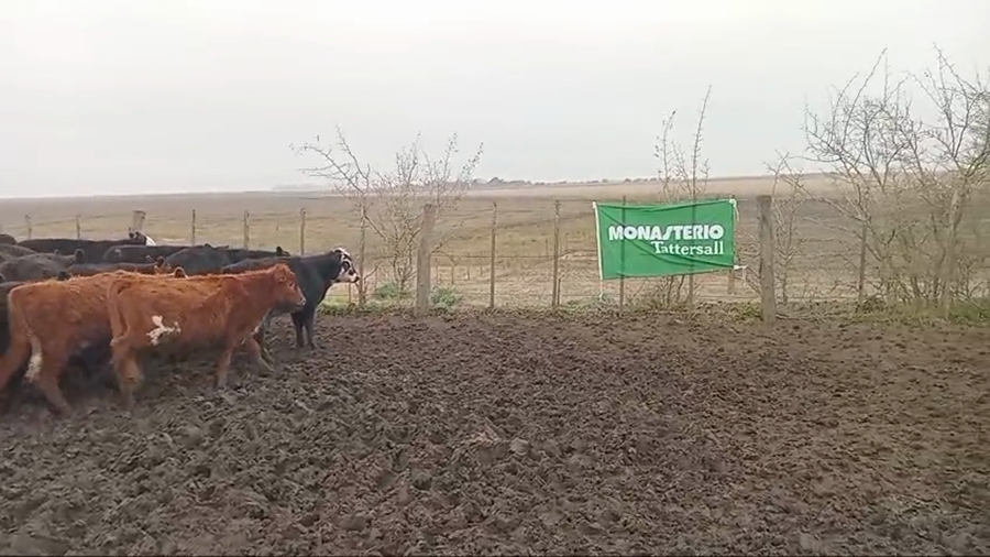 Lote 40 Terneros