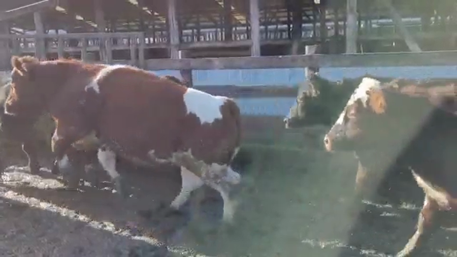 Lote 45 Novillo Gordo en Los Lagos, XIV Región Los Ríos