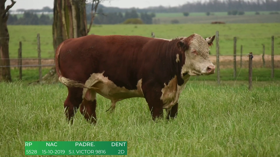 Lote Toros POLLED HEREFORD a remate en 4º  Remate  Anual Cabaña El Treból en Liga de Trabajo de Guichón