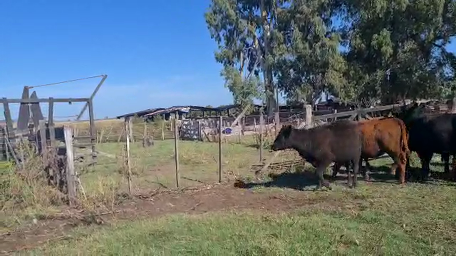 Lote 52 Vaquillonas en Las Flores, Buenos Aires
