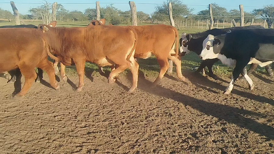 Lote 37 Terneras en Corrientes, Curuzú-Cuatiá