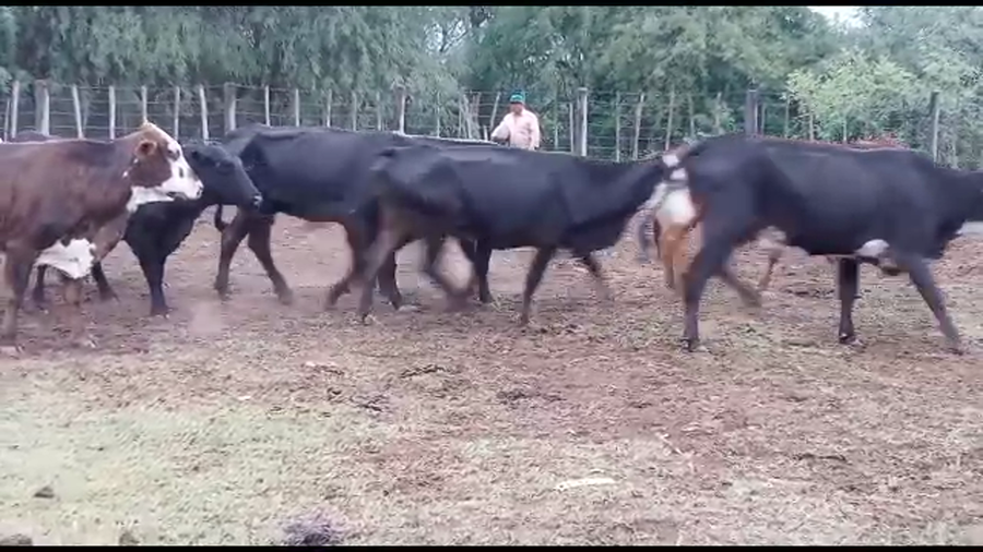 Lote 35 Vacas de invernar en Suncho Corral, Santiago del Estero