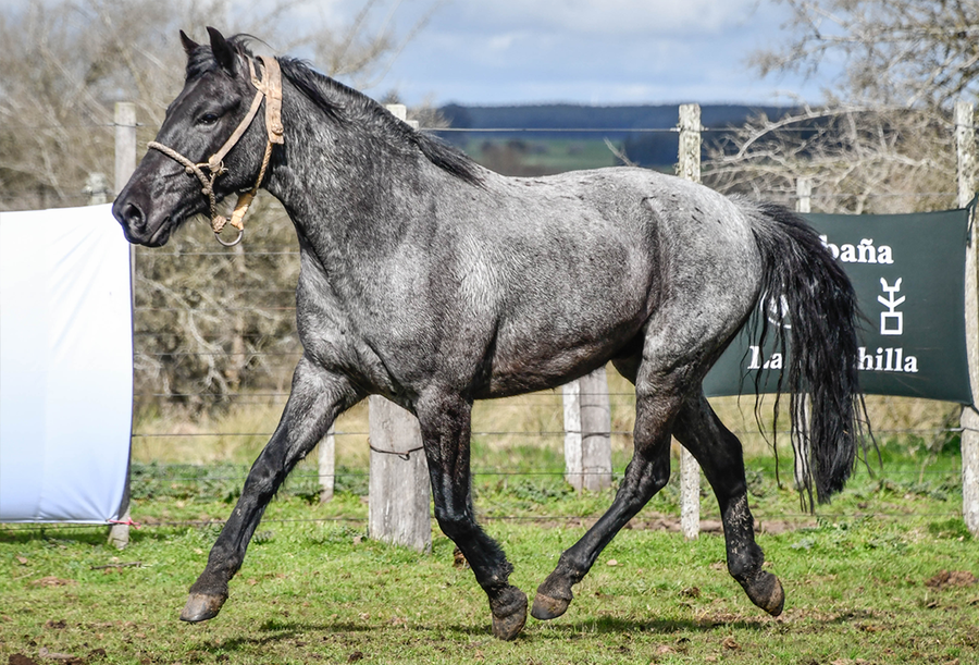 Lote ROMANO LA FLECHILLA