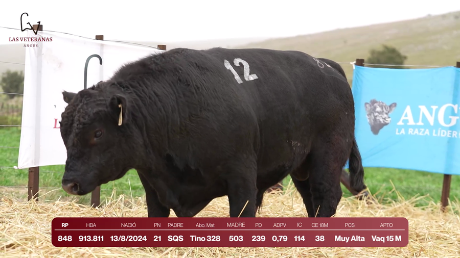 Lote Lote 4 Toros - RP 848