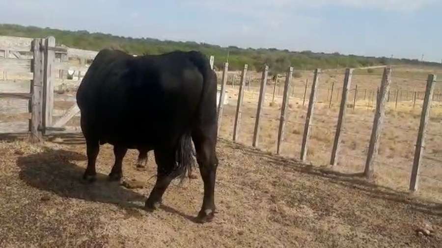 Lote Toros Angus a remate en Pantalla Camy - Liquidación de Estancia 600kg -  en Panta