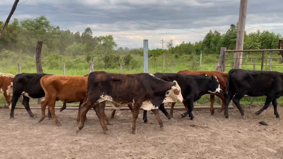 Lote 70 Terneros/as en Bella Vista, Corrientes