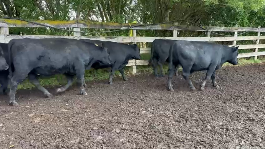 Lote 50 Novillo Engorda en XI Región Aysén, Coyhaique