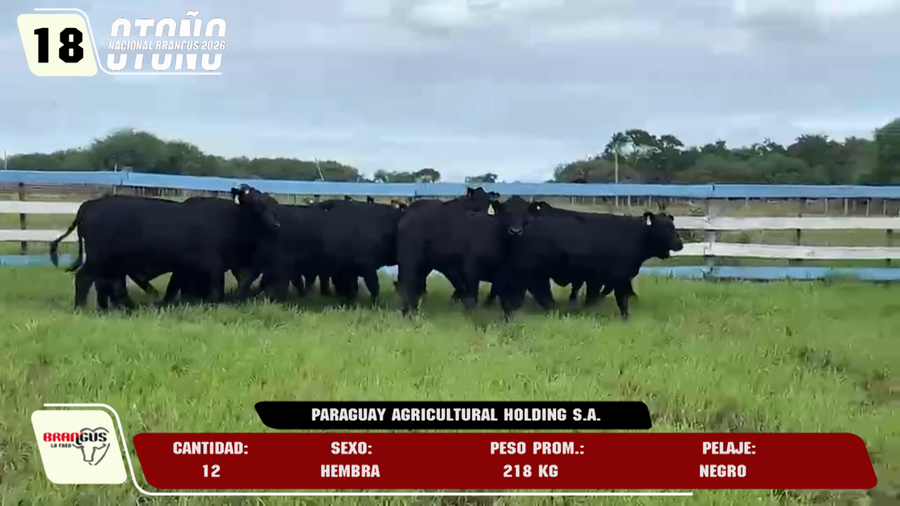 Lote LOTE 18