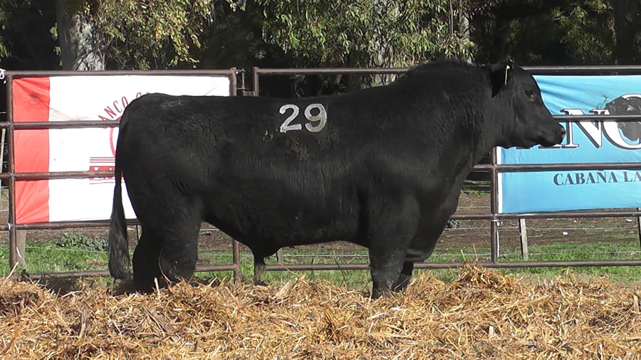 Lote ANGUS PURO CONTROLADO