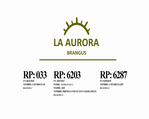 Lote Toro Cabaña LA AURORA