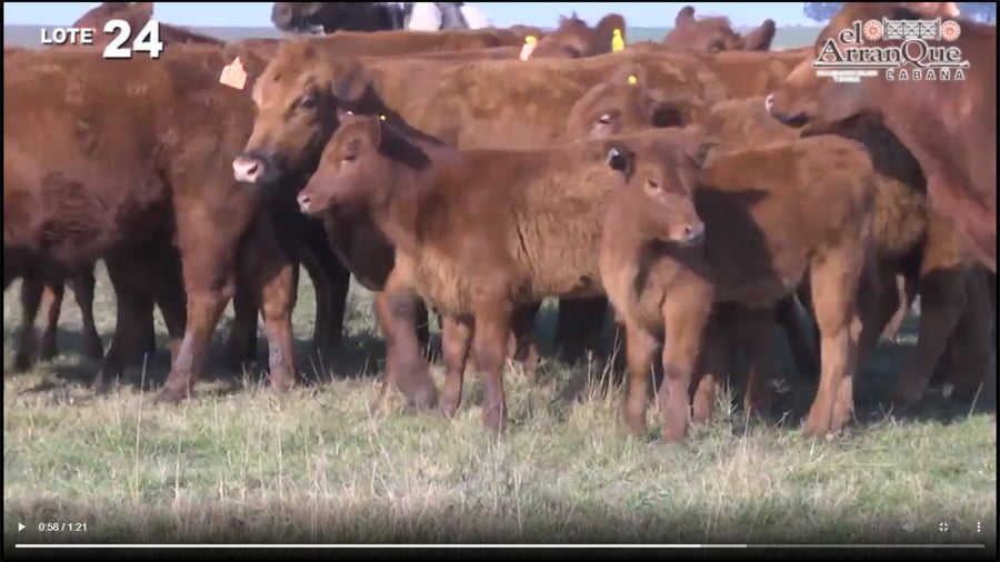 Lote 10 Vacas Angus Coloradas Paridas y Con Servicio - Santa Anita, Entre Rios