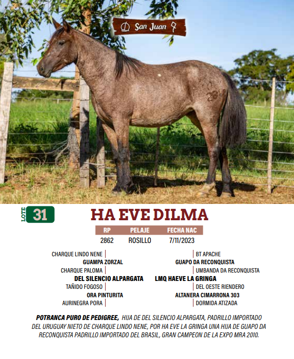 Lote LOTE 31