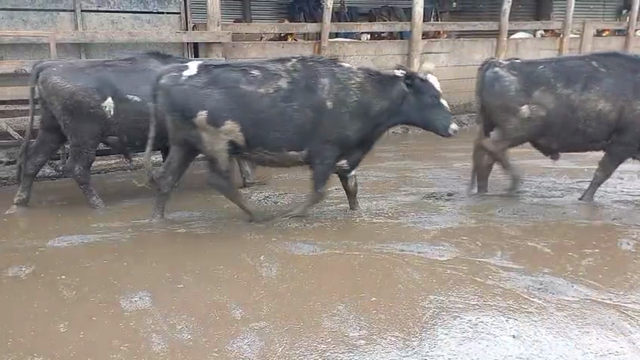 Lote 43 Novillo Gordo en Cabrero, VIII Región Biobío