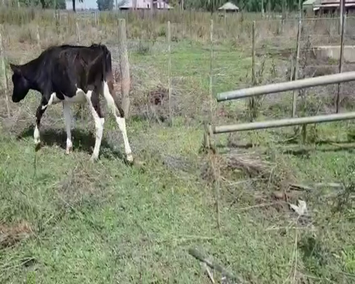 Lote 32 Terneros en Bolívar, Buenos Aires