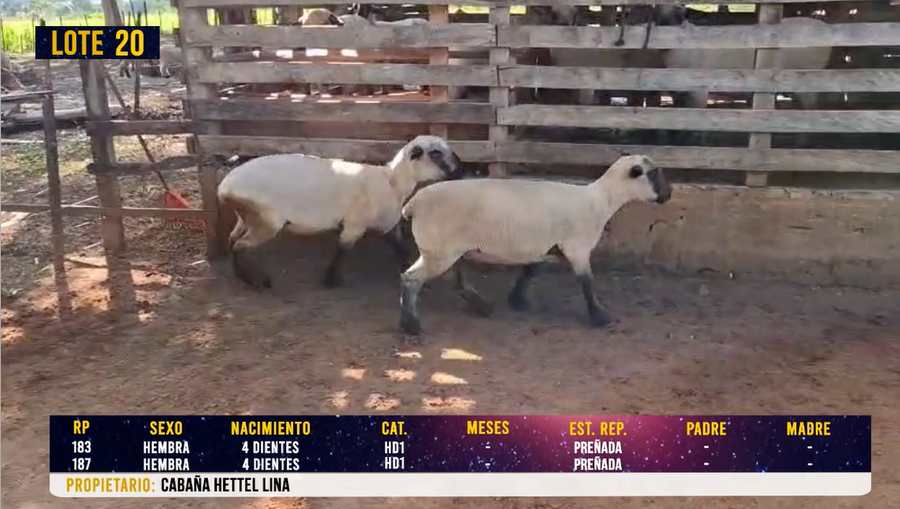 Lote LOTE 20