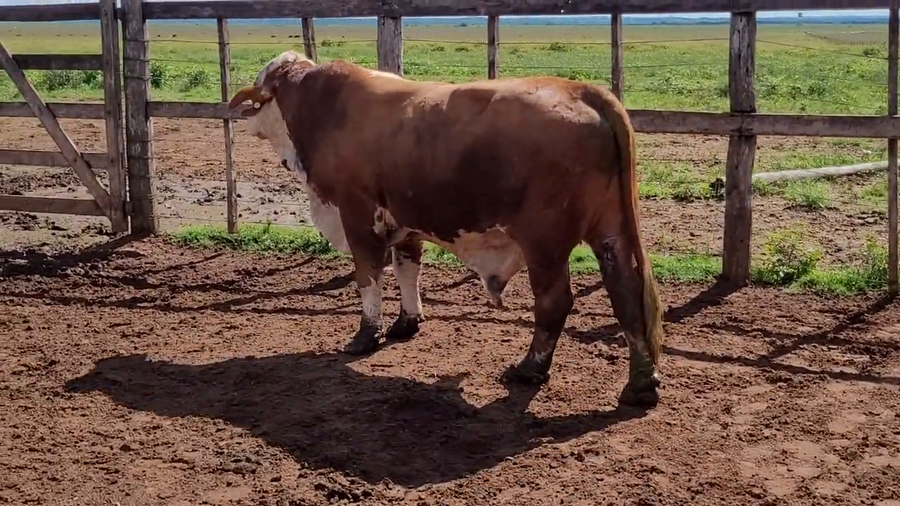 Lote Toros T. Braford a remate en Remate de Reproductores, Asunción
