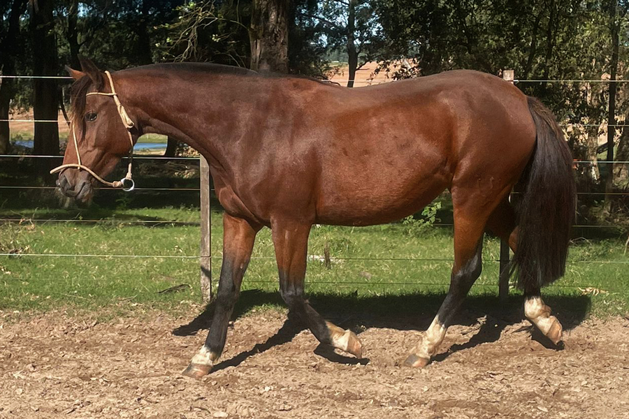 Lote ARAPEY CORAZÓN