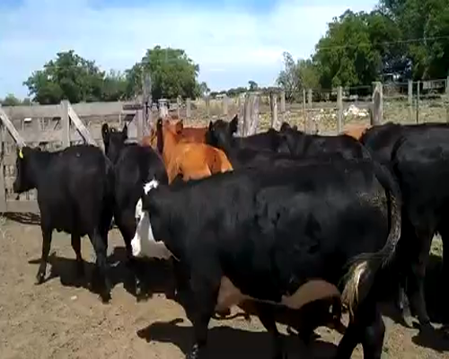 Lote 13 Vaquillonas C/ gtia de preñez en Chascomús, Buenos Aires