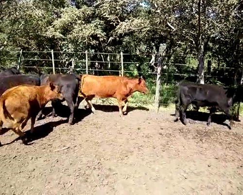 Lote 48 TERNEROS/ AS DE 170/180 KG. LAS FLORES, PBA.