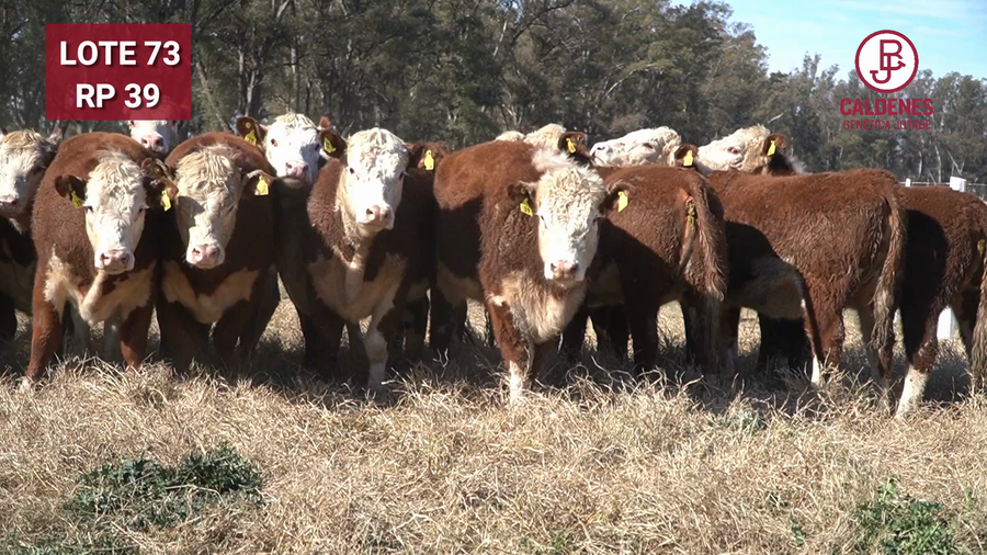 Lote Vaquillonas PR Preñadas Parición Otoño (INSEMINACION ARTIFICIAL)