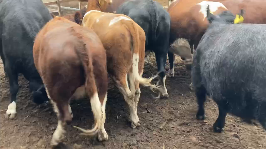 Lote 15 Vaquilla Gorda en Región Metropolitana, María Pinto