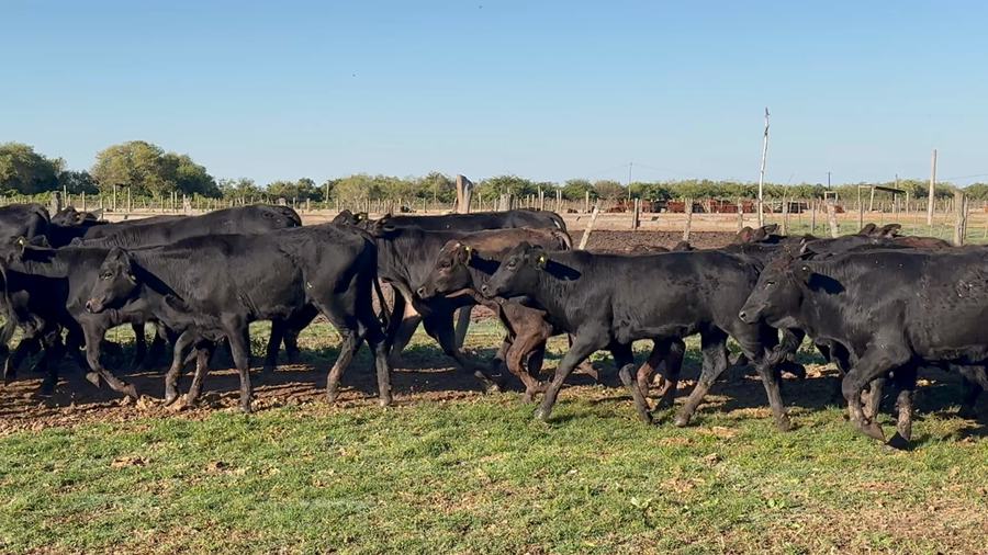 Lote 240 Terneros en Formosa, Clorinda