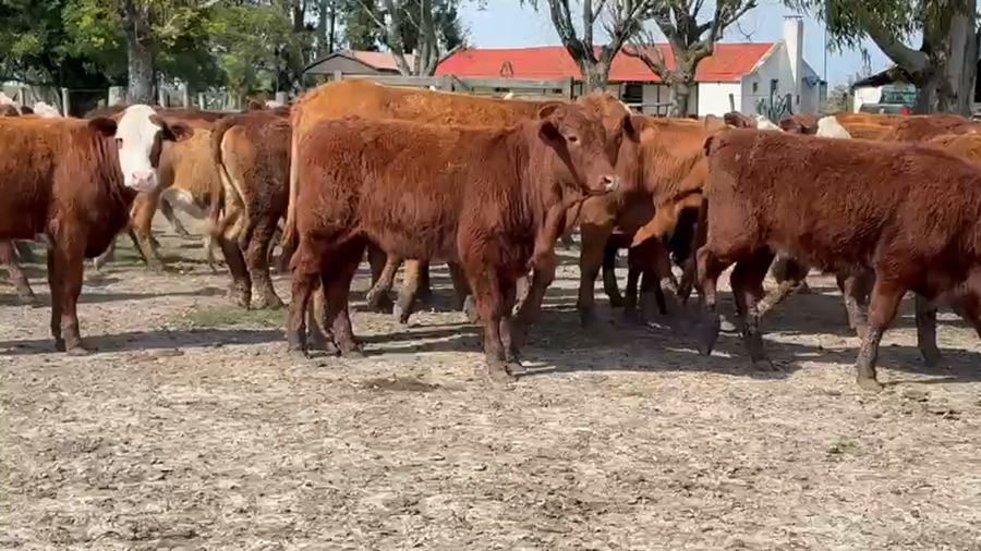 Lote 60 Terneras