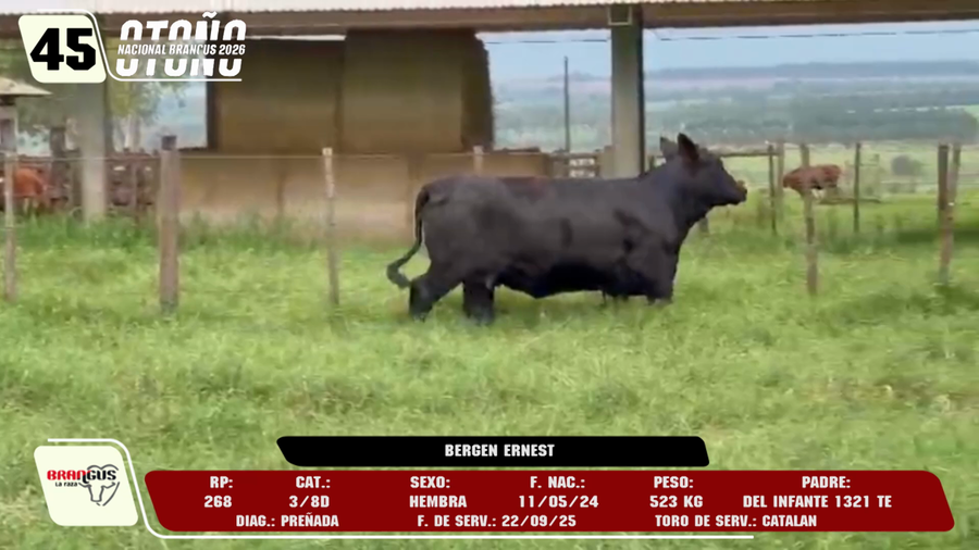 Lote LOTE 45 -DE CAMPO
