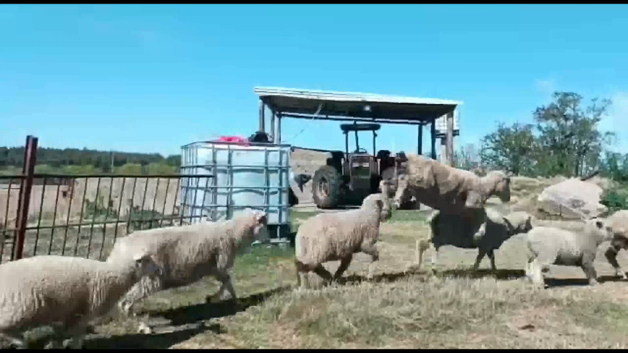 Lote 340 piezas de cría en San Jacinto, Canelones