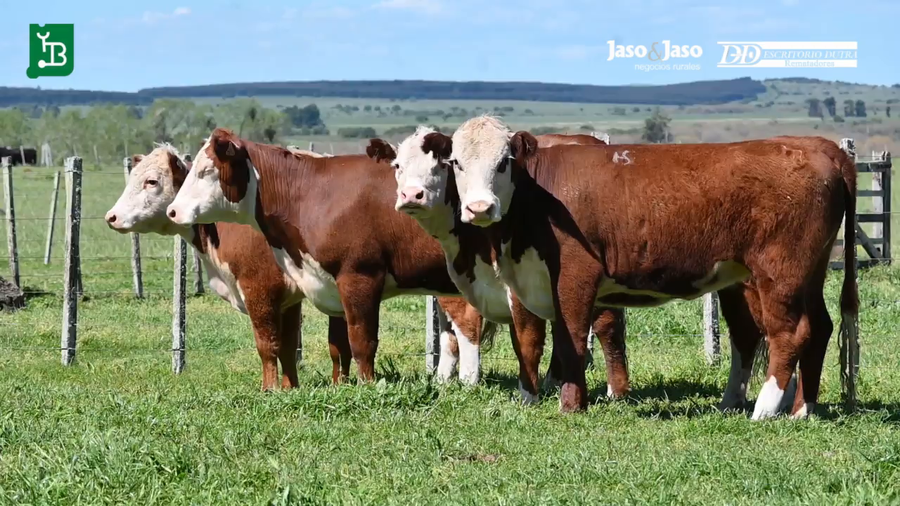Lote VAQUILLONAS HS MOCHAS 2 AÑOS