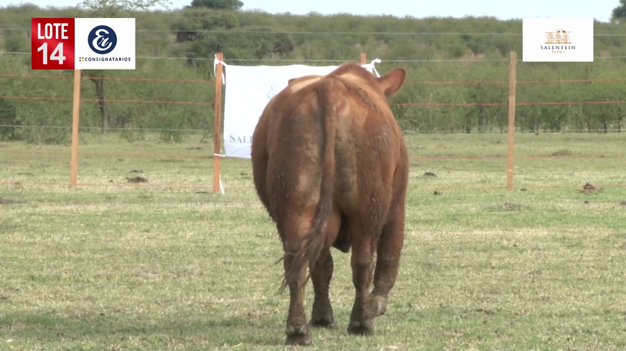 Lote Toros Angus Colorados Puros Controlados