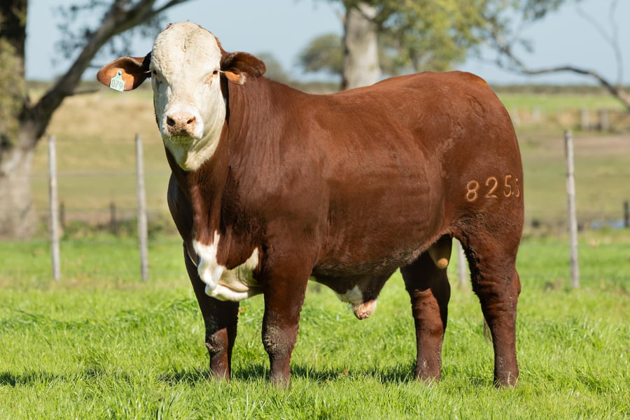 Lote Toros señal 22