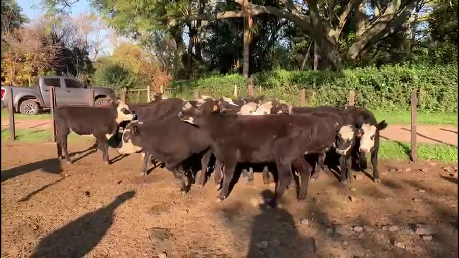 Lote VAQUILLONAS 1-2