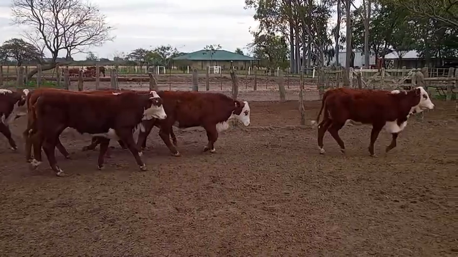 Lote 70 Terneras en Corrientes, Mercedes