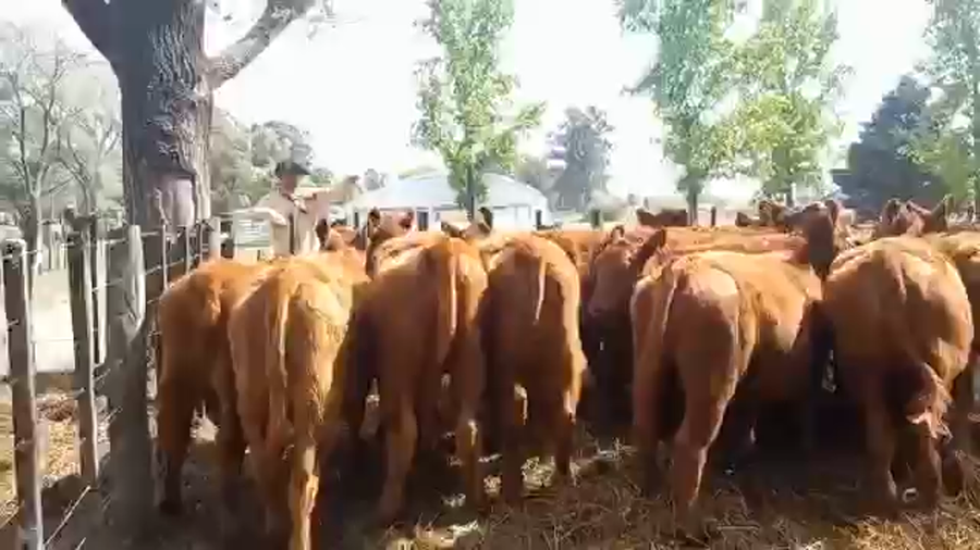 Lote "Corral 23 Vaq. PC para entorar ""Alibu"""